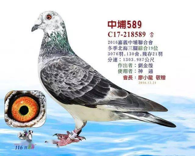 在台湾这种羽色的鸽子拥有很高的地位!