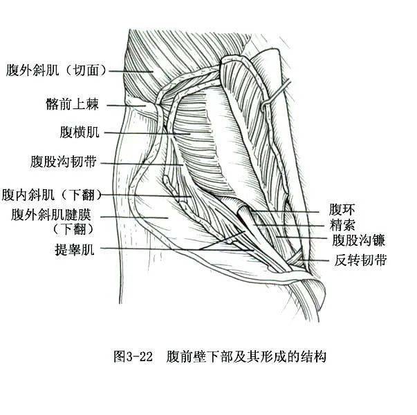 系统解剖线条绘图——骨骼肌