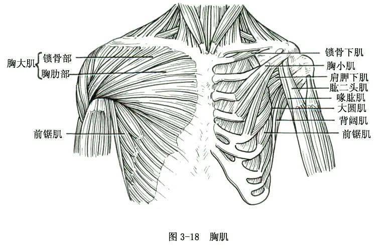 系统解剖线条绘图——骨骼肌