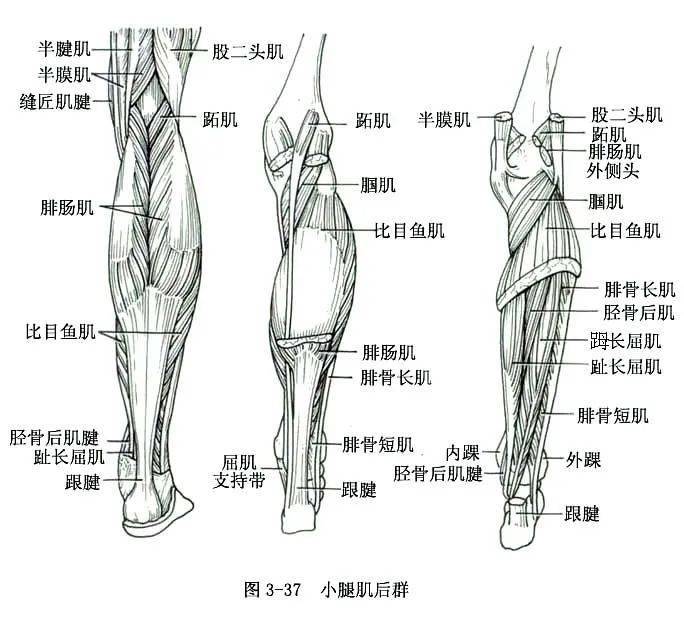 系统解剖线条绘图——骨骼肌