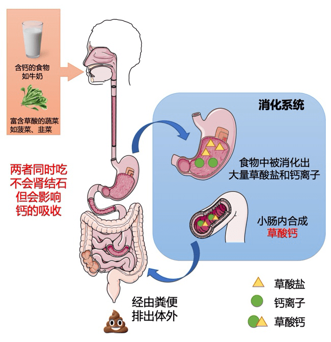 钙摄入充足,直接在消化系统被吸收