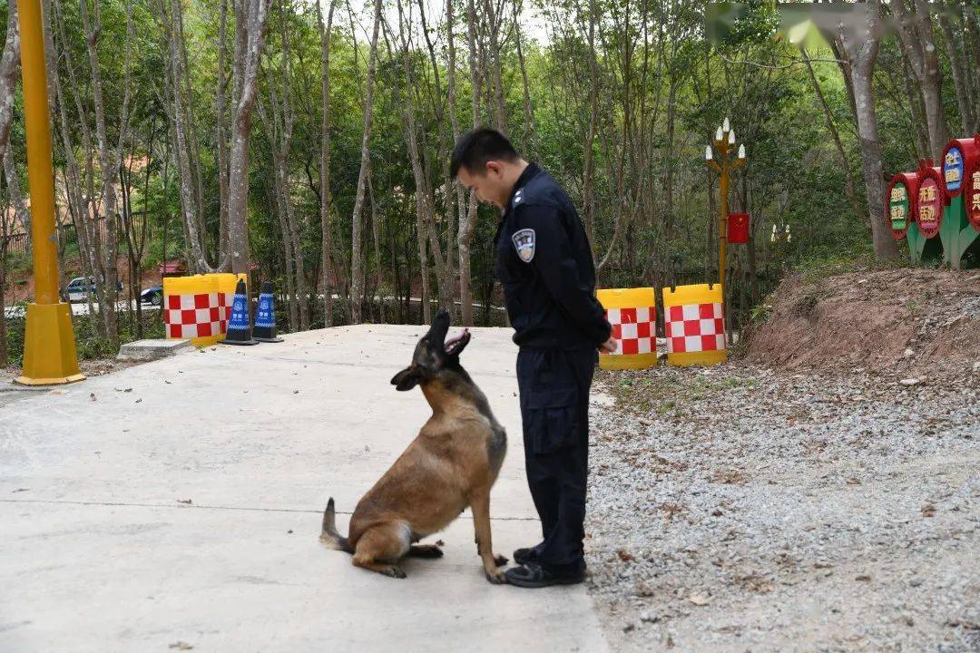 警犬故事大成与乐迪的10个约定