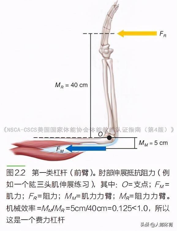 nsca-cscs|肌肉骨骼系统的杠杆作用