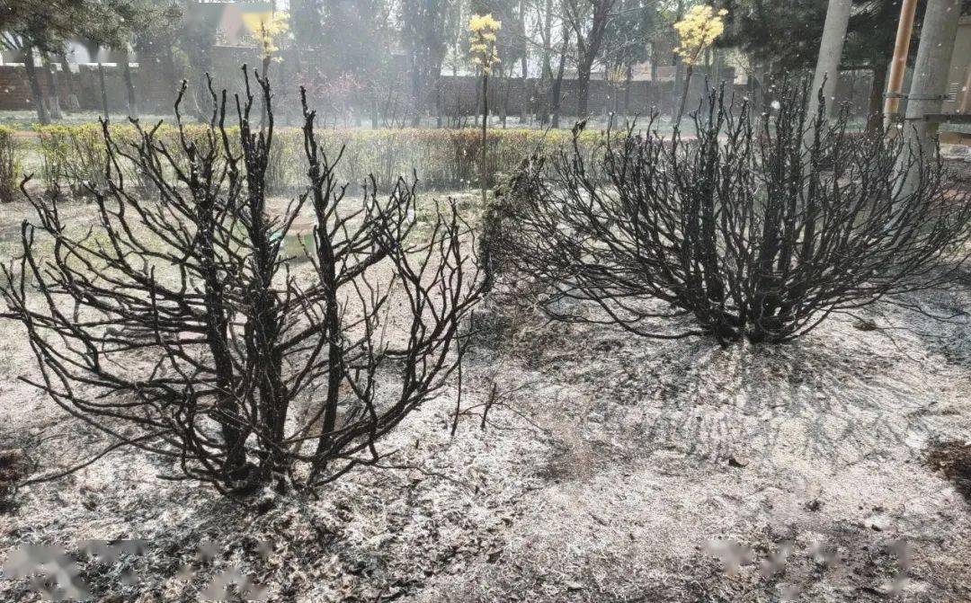 北华西街健身步道旁边树木起火,接警后立即出动2车10人赶赴现场处置