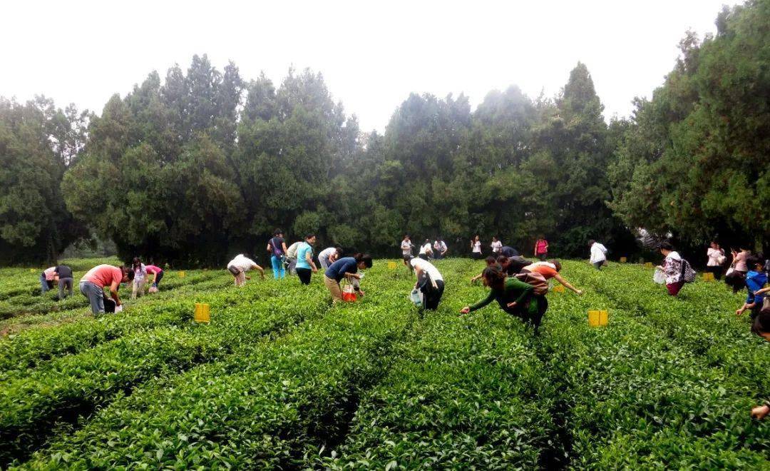 乡村好时节丨炒茶祭祀茶艺日照茶文化旅游季5月1日即将开幕