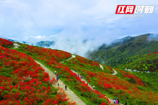 吴一粟/摄 资料图在分会场阳明山景区,十万亩野生杜鹃花海正值盛放期