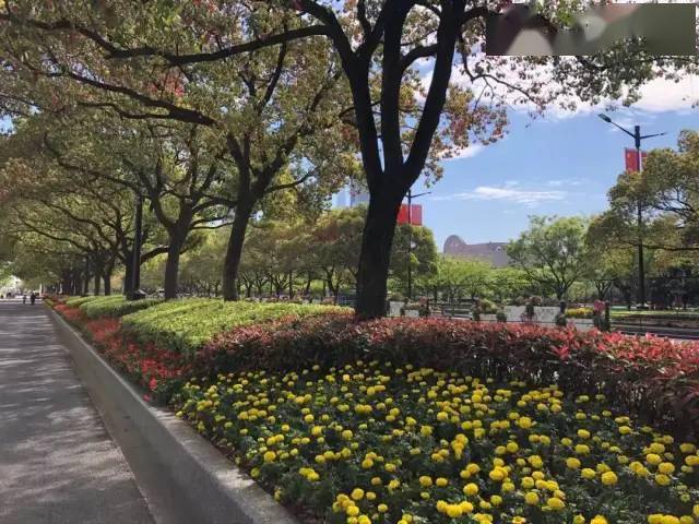 【探索】迎接"五一",浦东,黄浦,徐汇这些地方变成"花境"