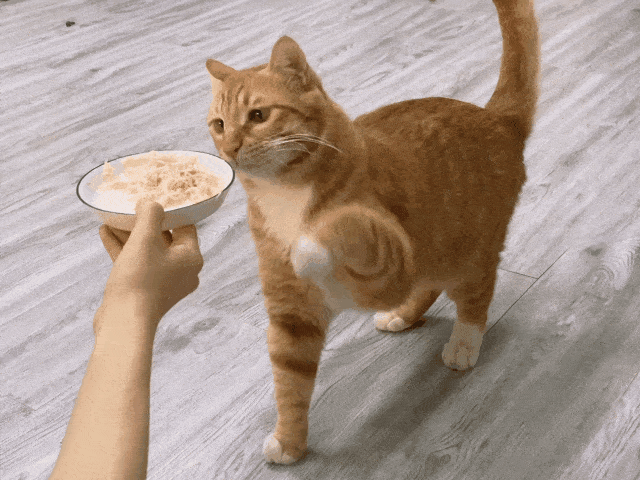 罐头和铲屎官同时掉进水里,猫会先救谁?