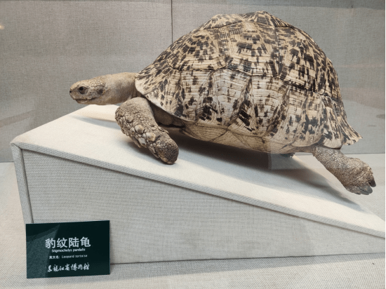 世界第四大陆龟"豹纹陆龟"亮相黑龙江省博物馆