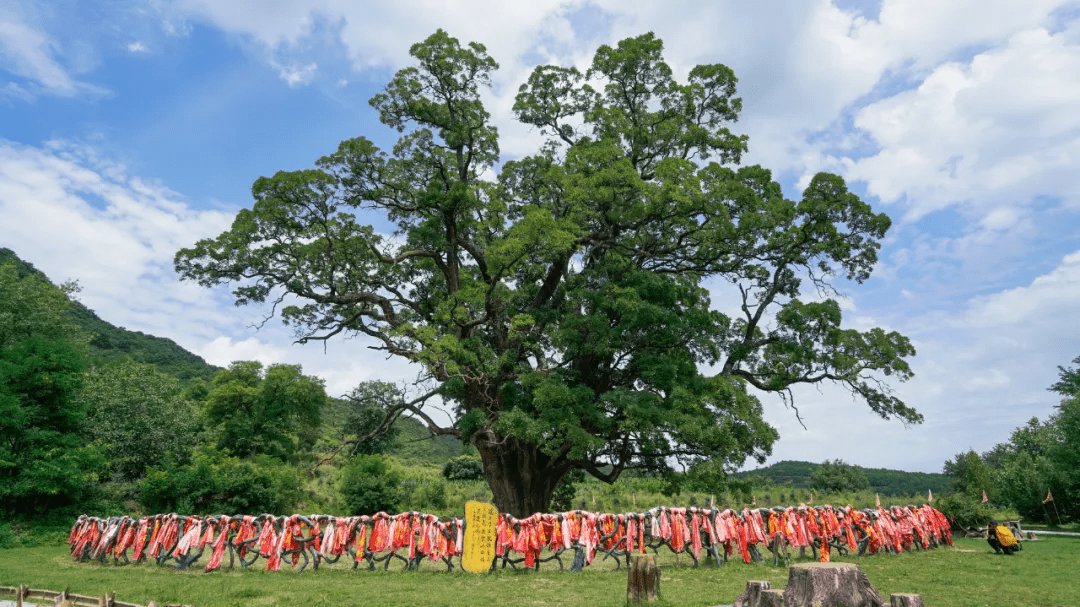 【平凉文旅·总工会踏春行】山水崇信:华夏古槐王