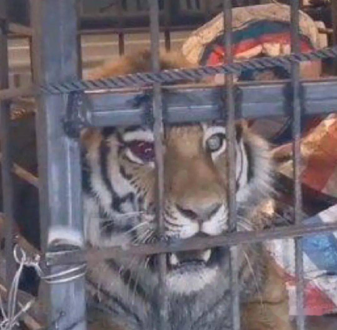 被捕后的完达山一号