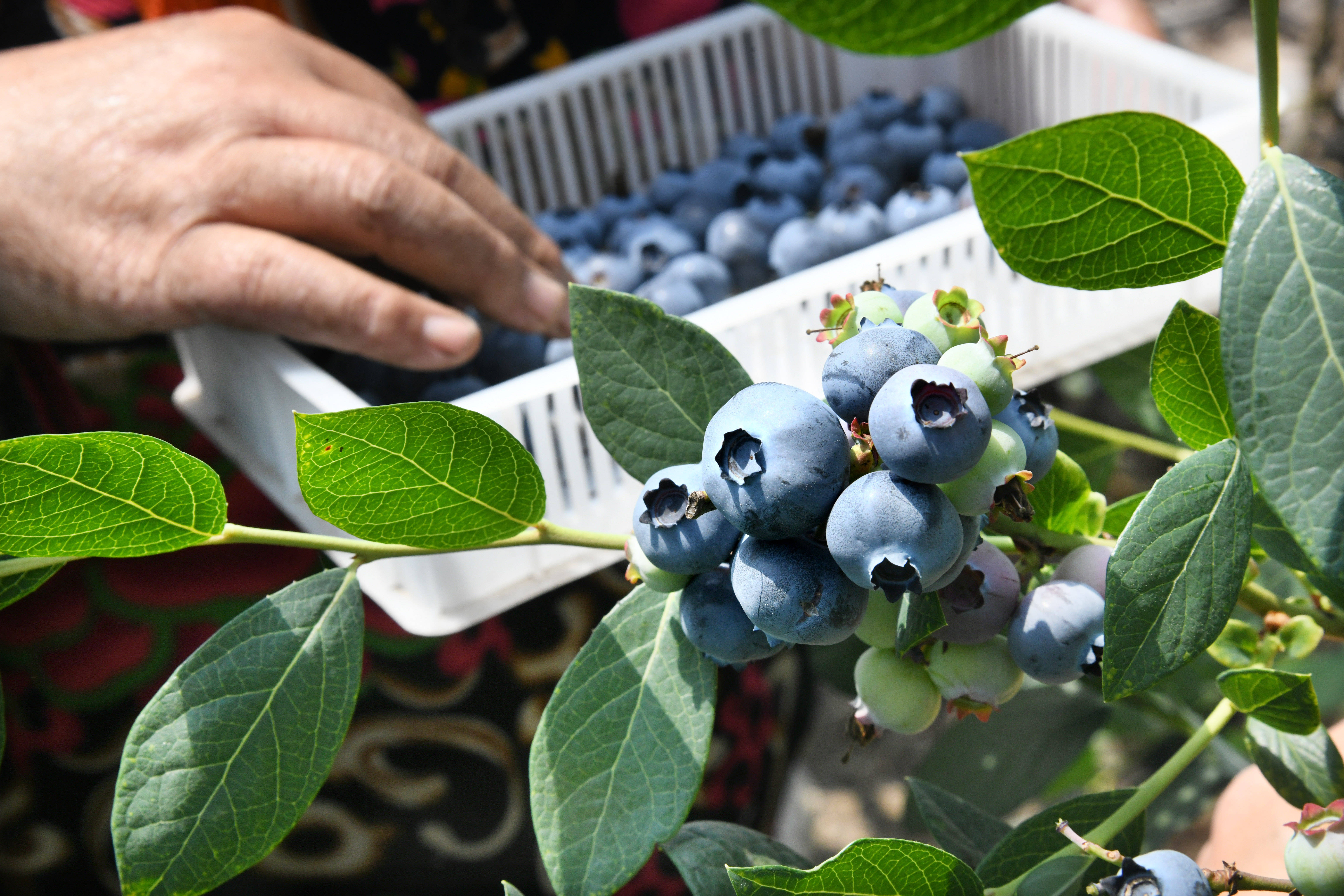 青岛10万亩蓝莓进入采摘期