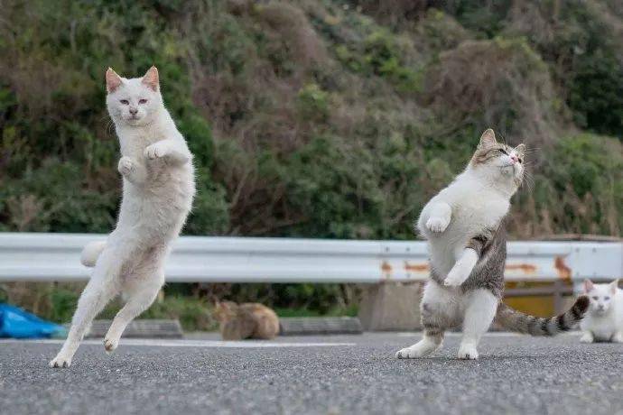 在街头拍到两只猫在打架瞬间,其中一只猫的表情,让人好想笑!
