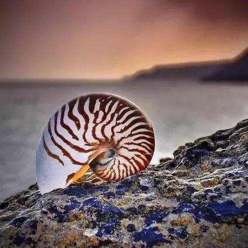 七彩海螺,美极了!