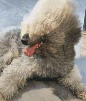 快乐源泉已为你备好 一起欣赏  《宠物各类造型图鉴》 01 沙雕搞笑型