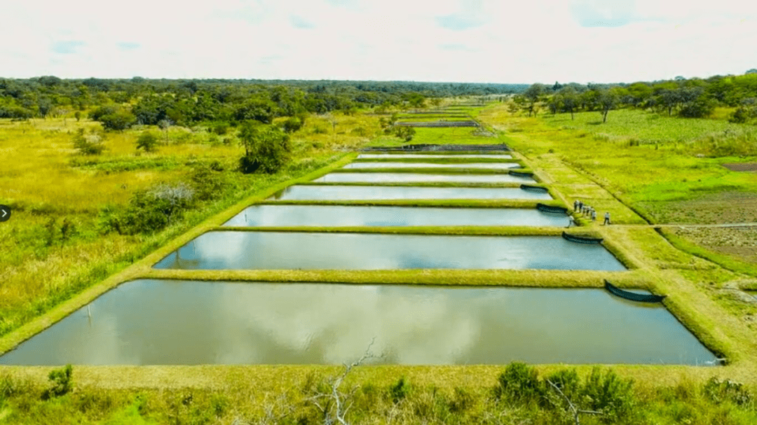 卡莫阿-卡库拉铜矿帮助社区建设的鱼塘