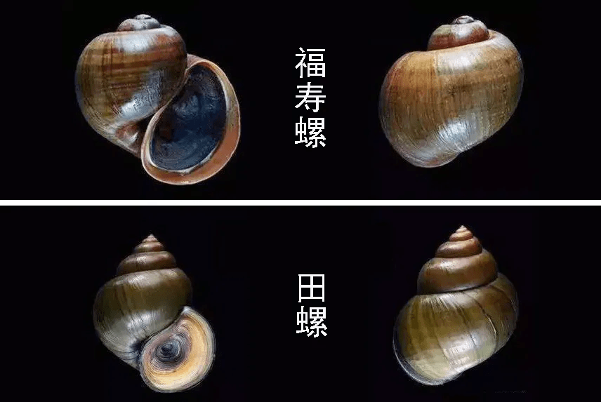 苹果螺,个体大,每只100～150g,最大个体可达250g以上,有巨型田螺之称