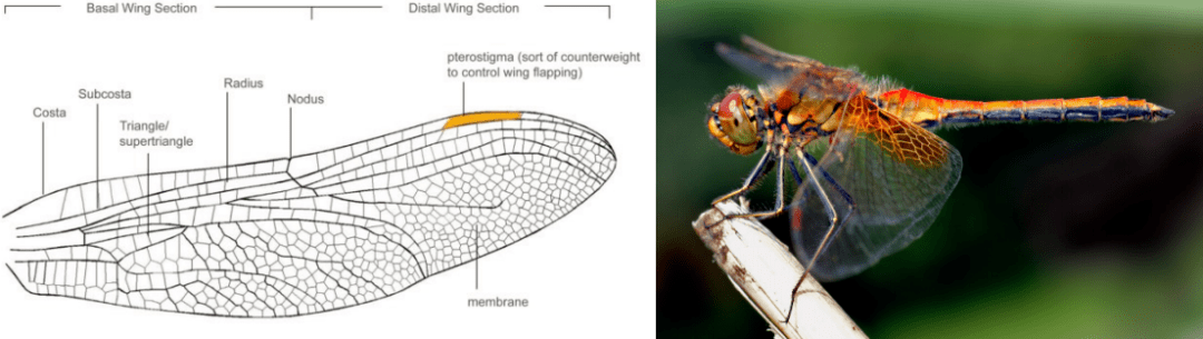 蜻蜓翅膀结构