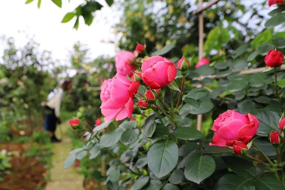 200余种玫瑰花扮靓丹棱的秘密花园大雅小院