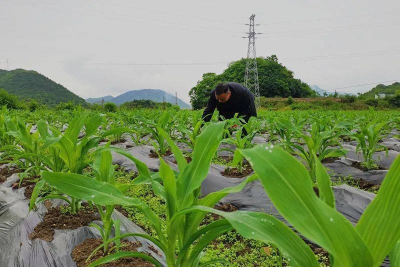 5月7日,记者来到连丰村的糯玉米种植基地,放眼望去,整个坝区郁郁葱葱