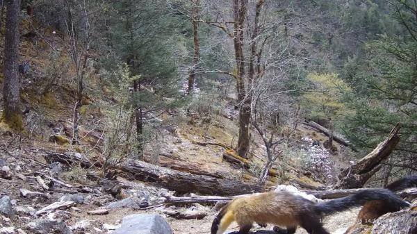 丽江玉龙雪山保护区拍到多种珍稀濒危野生动物活动影像