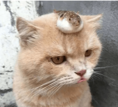 小橘猫穿上"工作服",帮主人卖河豚,嘟嘴表情萌翻
