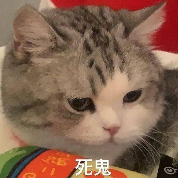 【沙雕表情包】猫咪大头表情包_猫猫