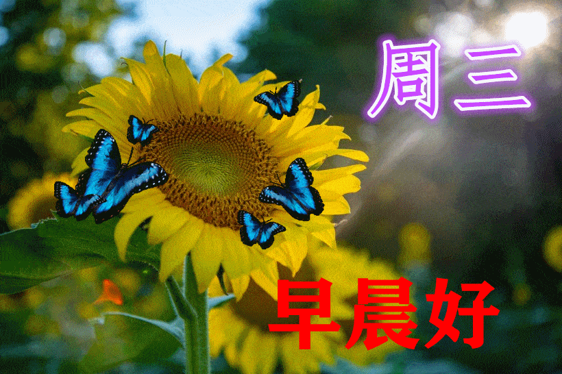 给你祝福祝你在绚丽的晨光中走好每一天早安