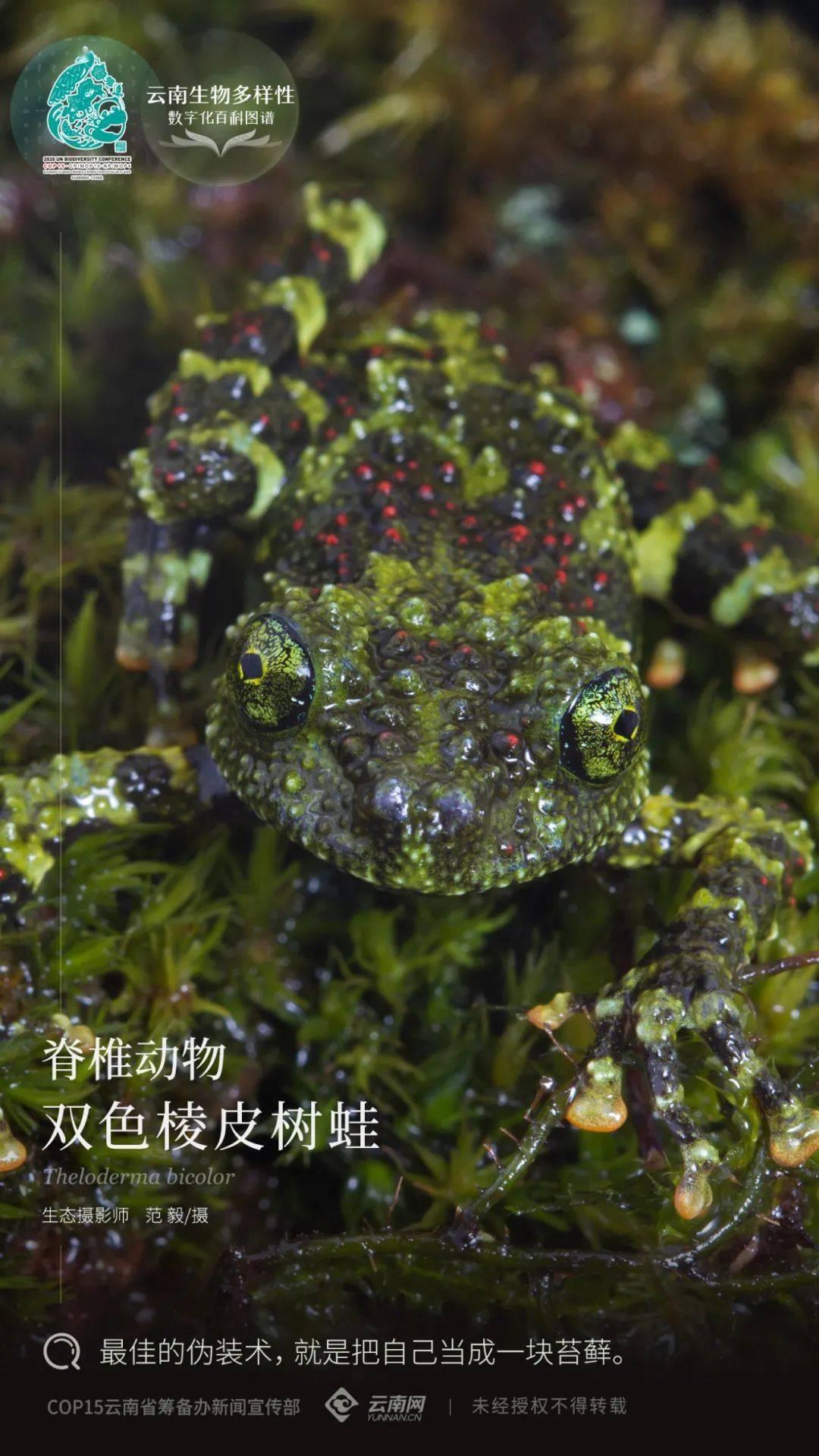 【云南生物多样性数字化百科图谱】脊椎动物·双色棱皮树蛙:最佳的