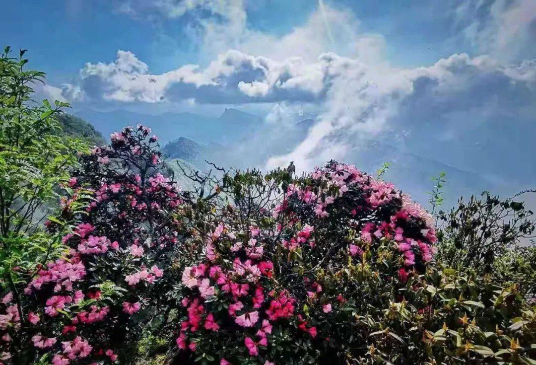 近日 位于巴中市南江县 光雾山景区香炉山的杜鹃花已经盛开