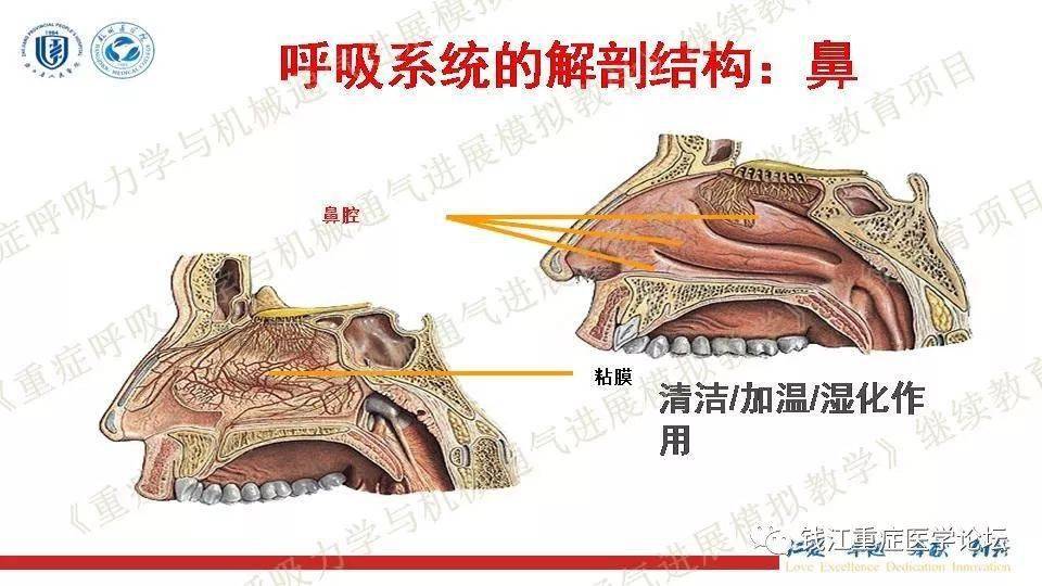 重症视角 | 呼吸系统解剖与生理基础