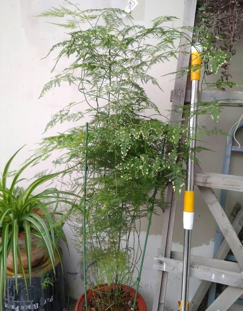 养好文竹有4个方法株型挺拔郁郁葱葱长得很快