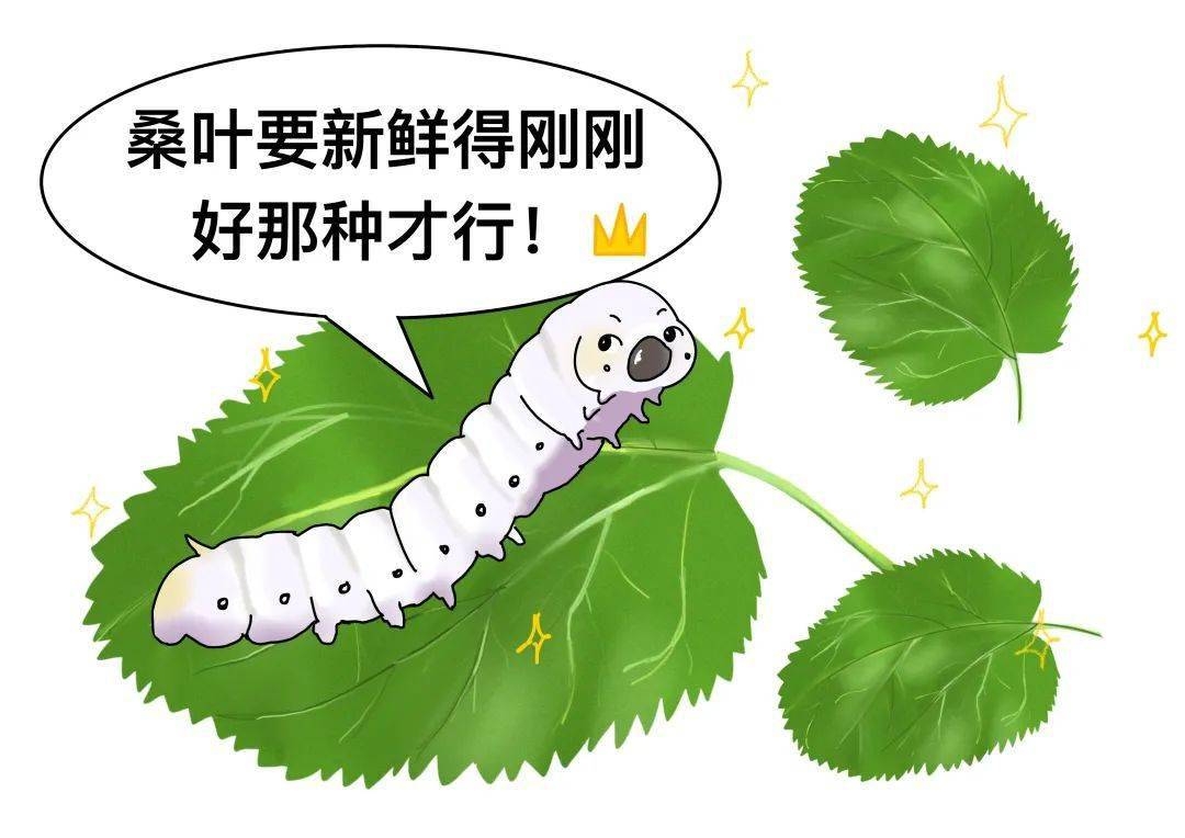 明日小满节气!蚕宝宝可能没想到,它的蚕丝可以制成艺术品!