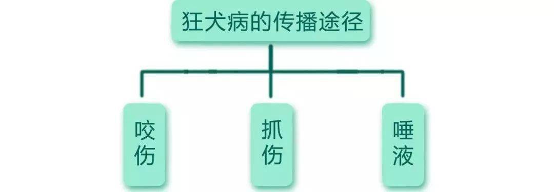 狂犬病毒有多可怕?致死率100%,从未失手