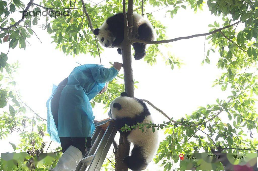 极为罕见大熊猫解救被困饲养员