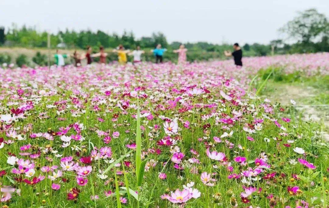 没有门票温江这个新晋格桑花海开了览雪山游河滩最快1h飙拢