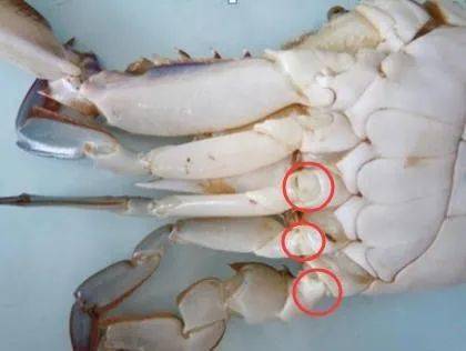 直观的区别就是发病蟹游泳足关节处发白,解剖后体腔内有大量透明腹水