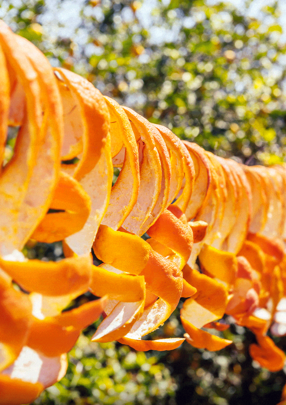 martini带体验意式浪漫521!