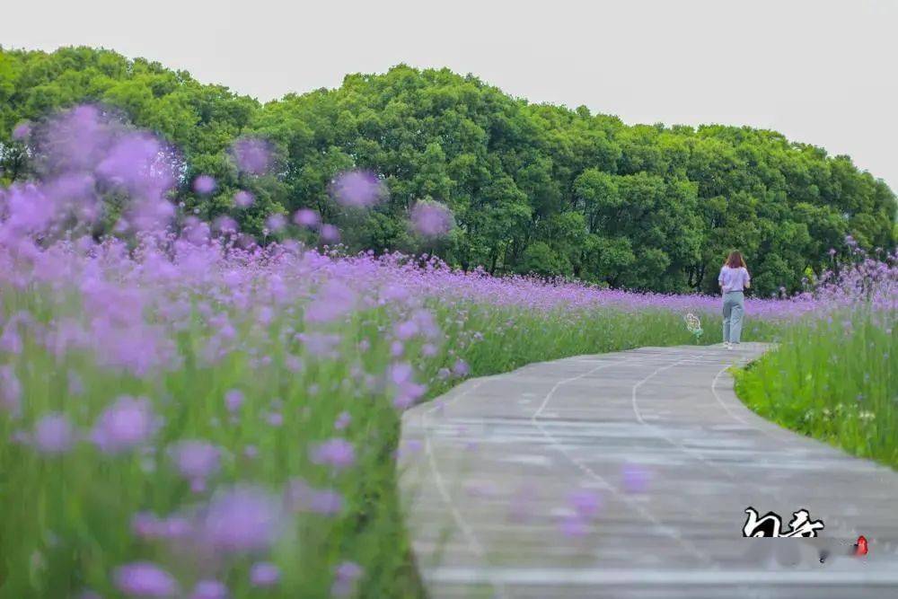 快收藏~_花海