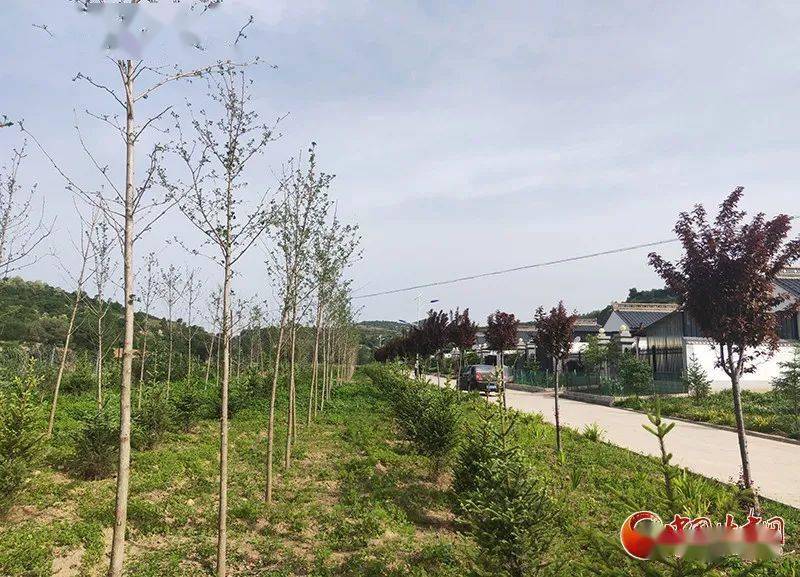 近日,记者走进平凉市灵台县百里镇芦子集村,宽阔整洁的水泥硬化路