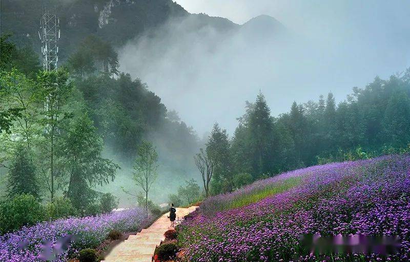 万盛百花谷风景展示 百花园里有四季花卉,总共有120余种木本和草本