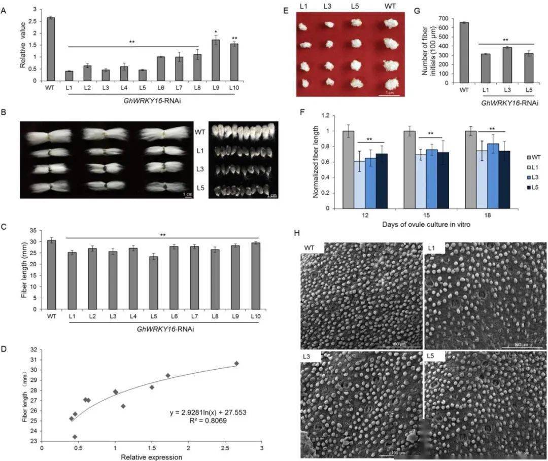 plantcell华中师范大学李学宝郑勇团队揭示wrky16转录