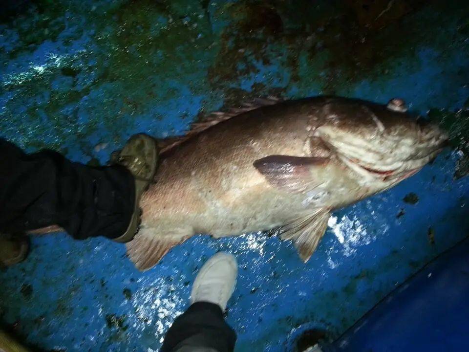 墨拓钓获石斑鱼,南海文昌井,六十一斤,一百二十厘米巨物