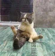 猫我常因为不够变态而与你们格格不入