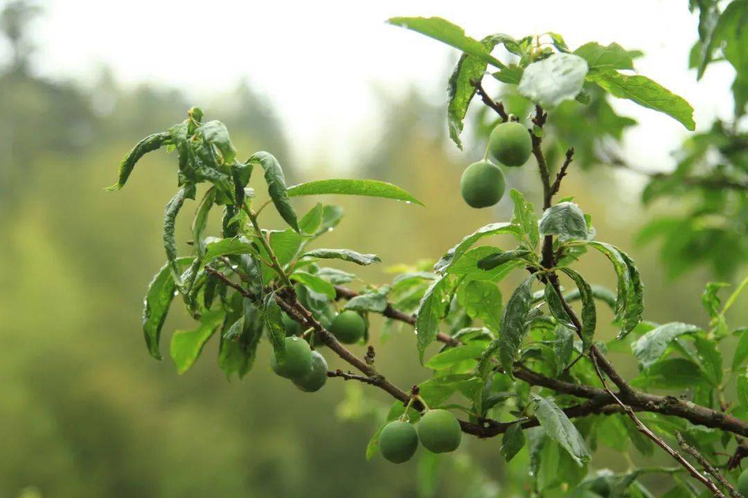 古人眼里的夏天,会有哪些植物呢?