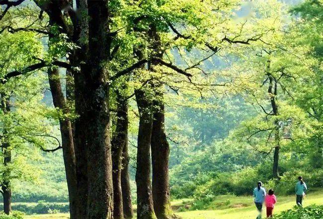 陆游诗词里的夏天柴扉昼掩竹林幽坐使炎天变素秋