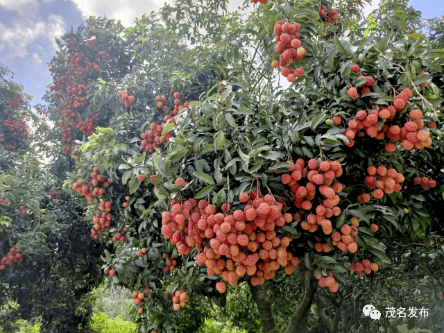 茂名"十大名荔"新鲜出炉,快来看看你喜爱的品种入选了吗?_荔枝