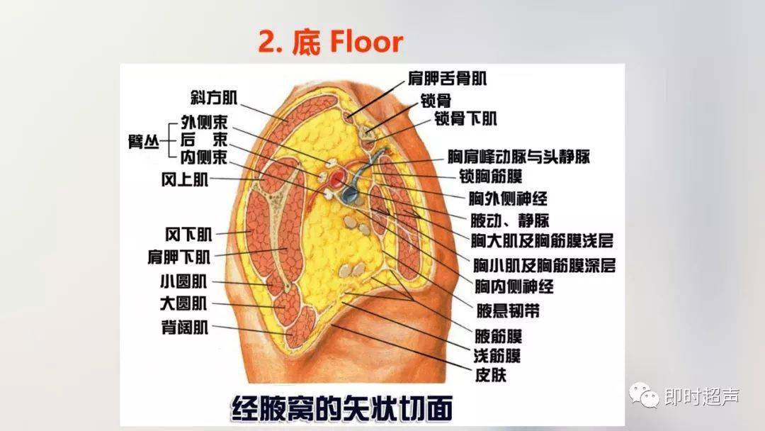 经典珍藏版:70张超详细上肢解剖图示注解!