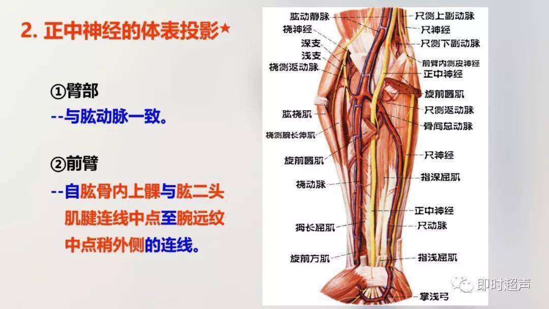 经典珍藏版70张超详细上肢解剖图示注解