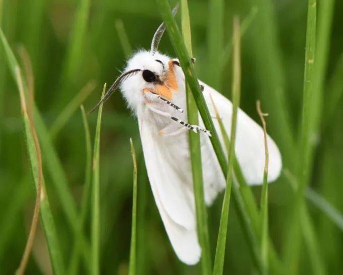 扬中人看到这种白蛾要警惕它能一夜之间吃光100亩树叶子